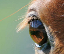 Equine Ophthalmic (Eye) Care